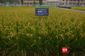 全国新增5个“超级稻”，“南粳”系列占据两席图片