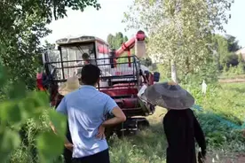大学生夫妻回乡种田，想把家乡大米推向全国图片