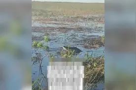 美国一条鳄鱼跃出水面咬住无人机 电池被咬穿浓烟从鳄鱼嘴里喷出图片