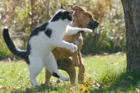 生活中宠物猫狗打架，为什么吃亏的总是狗？图片