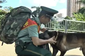 军犬告别主人，一路狂追不舍！视频封面