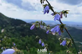 探花记｜桔梗科植物“沙参”是药材图片