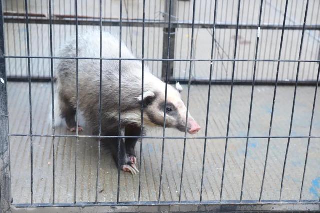 刺猹是什么梗（少年闰土中抓的猹）