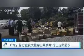 广东警方查获穿山甲鳞片8吨，穿山甲鳞片真能治病？图片