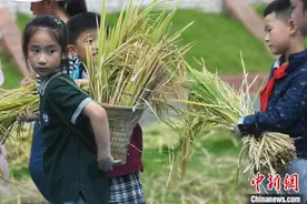 重庆小学生校园内收割水稻 感受粮食来之不易图片
