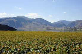 薛大叔讲炒货①：代号0531的瓜子图片