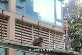 贵阳这个小区空降4只“孙悟空”林业局：继续扰民，将进一步采取措施图片