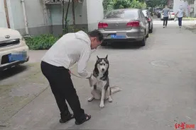 哈士奇被虐待后遭扔电梯：嫌疑人被诉盗窃案开庭 辩称睡觉被吵所以动手图片