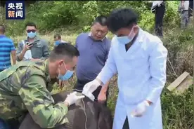 超萌！云南被救“小萌象”对“象爸爸”撒娇求抱抱图片