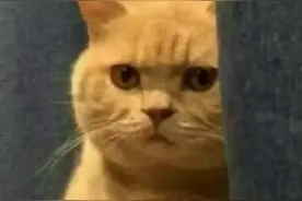 英文也有爆笑“谐音梗”！分享10个，来看看你能get到几个吧图片