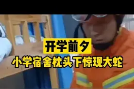 一小学宿舍枕头下惊现大蛇，网友的评论绝了图片