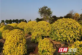 快看！秋天带着万种风情，踏着一片片落叶走来图片