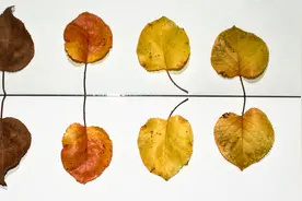 She's your double怎么理解？她是你的两倍…？图片