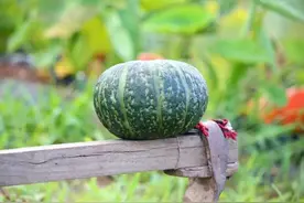 上游•夜雨丨舒舒：种瓜与游戏图片