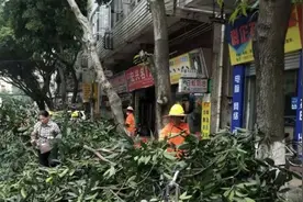 闹市区芒果树掉果“惹祸”？马上处理图片