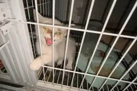 成都倒闭猫咖半月无人管沦为“猫咪地狱”，目前已被妥善安置，绝育后将发布领养图片