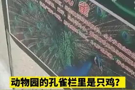 网传成都动物园孔雀栏里只见鸡？相关部门介入调查图片