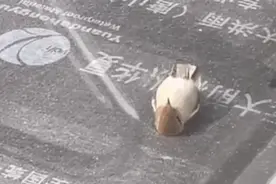 “小鸟躺平看天空”上热搜？真相有点尴尬……图片