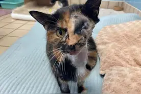 独眼猫咪被公交车撞倒受重伤 独自存活16天图片