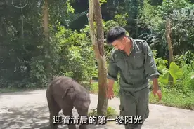 这只亚洲象幼崽喝奶撒娇求抱抱，什么来头？图片