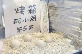 从天猫双11趋势到全球趋势 淘宝顺德小家电产业带领跑“趋势密码”图片