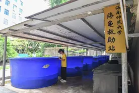 大学校园里的海龟守护者图片