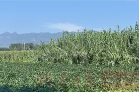 菌草：书写农田修复的“河南故事”图片