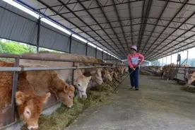 国内多地为何出现炭疽疫情？炭疽杆菌还能当恐怖袭击武器图片