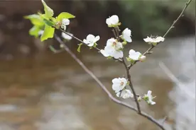平泉：杏树“倒开花”美不胜收图片