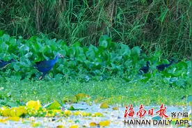昌江海尾湿地公园喜现三只紫水鸡宝宝图片
