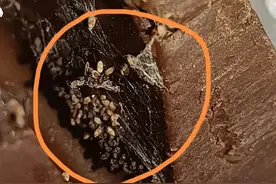 海口一女子：超市买的巧克力里，竟吃出虫卵……图片