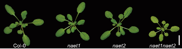 上海科学家发现植物种子铁含量关键基因 为解决“隐性饥饿”问题提供全新视角