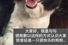 金毛Siri悲剧重演？女子称花费近5万托运边牧去世：涉事公司资质不全，收取医药费在狗死后才交医院图片