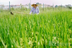 新洲“虾稻共养”铺就绿色致富路图片