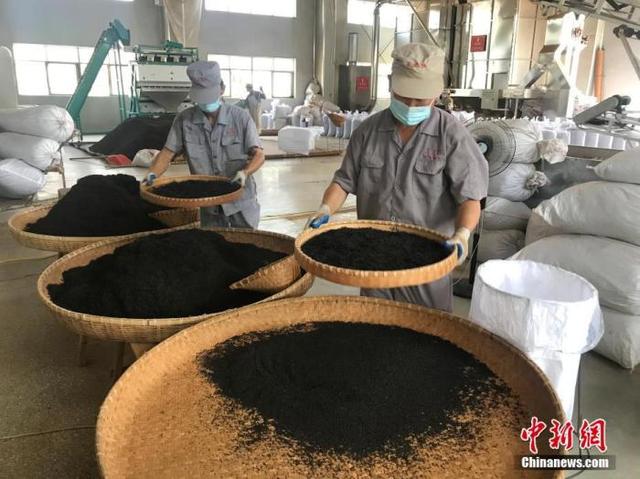 安徽祁门打造“世界红茶之都”