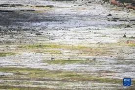 南非“鲜花大道”进入花季图片