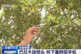 新疆莎车巴旦木挂枝头 林下套种实现双丰收图片