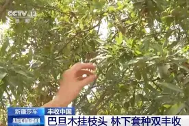 新疆莎车巴旦木挂枝头 林下套种实现双丰收图片