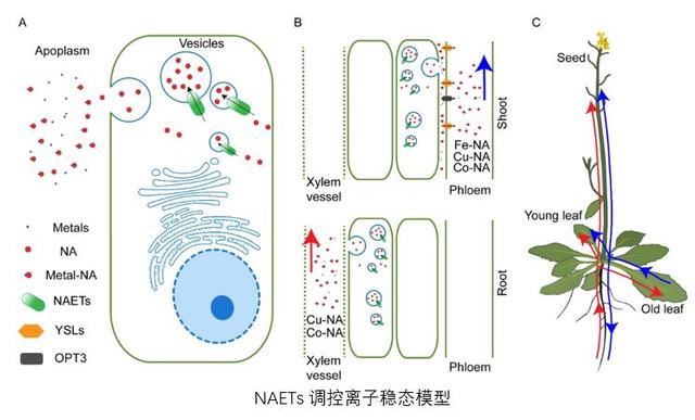 有望解决“隐性饥饿”，上海科学家发现植物种子铁含量关键基因