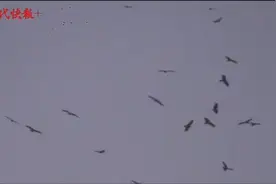 群鹰盘旋，南京滨江聚集数百只老鹰图片