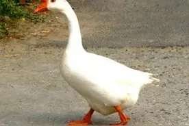 见一次咬一次！女主人拿走鹅蛋被公鹅记仇：目前追了我大半年……图片