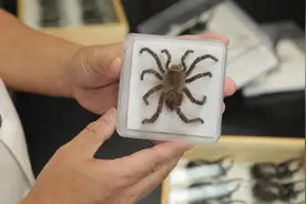 上海海关里有个“昆虫养成室”，让外来有害生物无所遁形视频封面