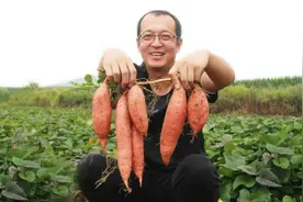 走进乡村｜还未脱泥而出就相继收获大批量订单！烟台海阳“烟薯”喜迎丰收季图片