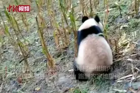 四川一野生大熊猫跑进农家地“做客” 村民围观视频封面