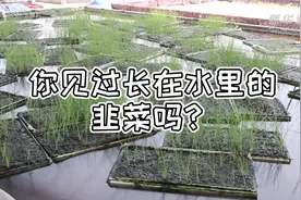 走进乡村看小康丨水培韭菜的致富路视频封面