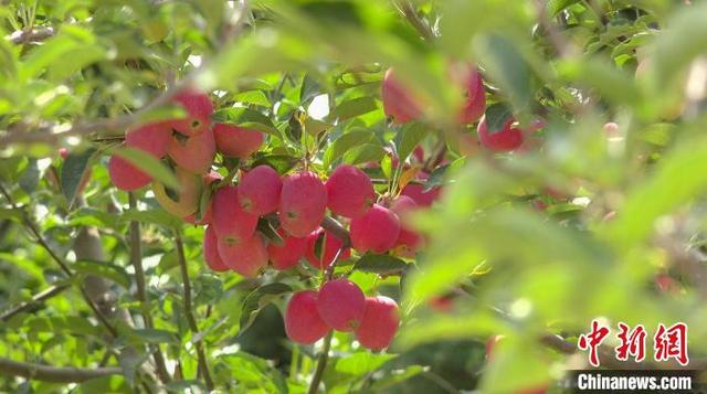 青海东部农区:特色产业激活乡村振兴新引擎