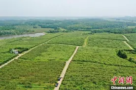 “中国猕猴桃之乡”江西奉新：“小果子”走出致富“大路子”农旅结合助力乡村振兴图片