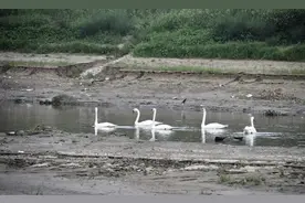 能否为贾鲁河升坝蓄水，还天鹅一个安全生存环境图片