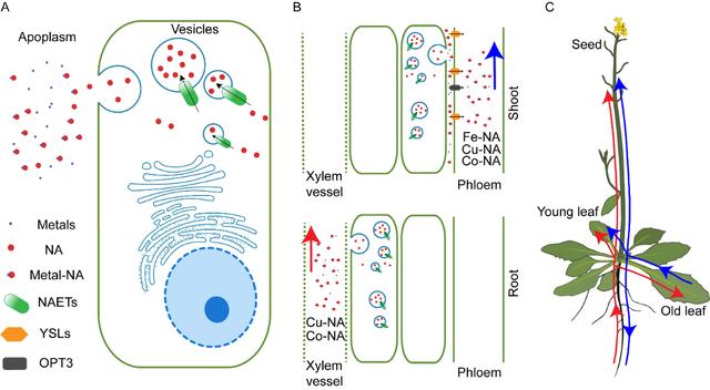 专家发现植物种子铁含量关键基因，有望解决“隐性饥饿”问题