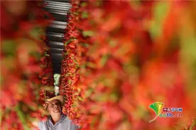 土耳其农民晾晒辣椒 满眼火红场面壮观图片